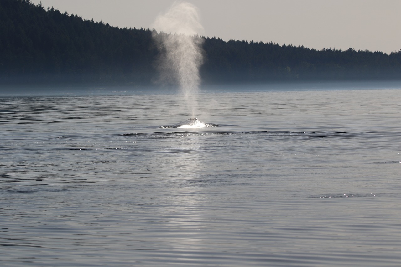 Responsible Whale Watching: Impact on Marine Life